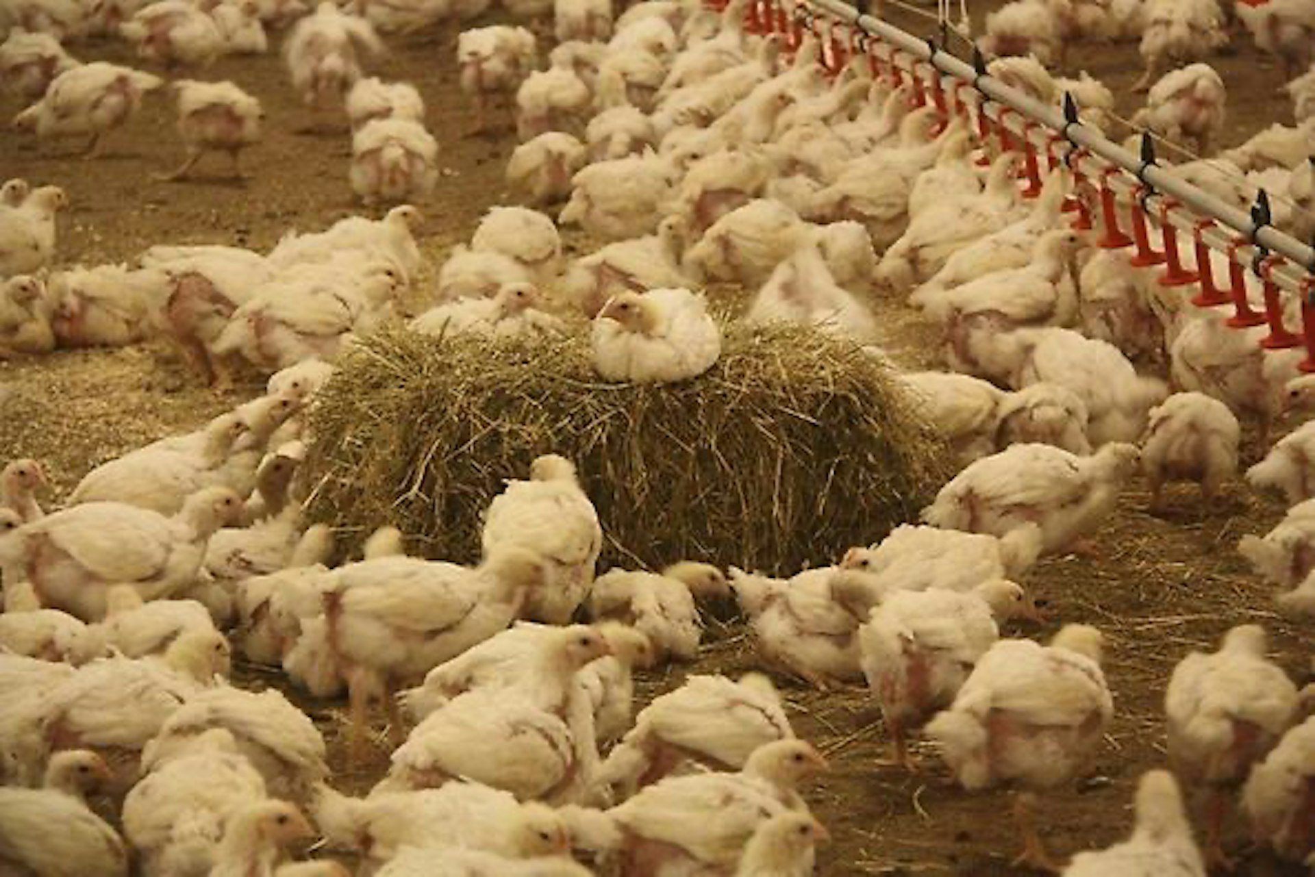 Fortica Successfully Applied In Swedish Free Range Hotraco Agri