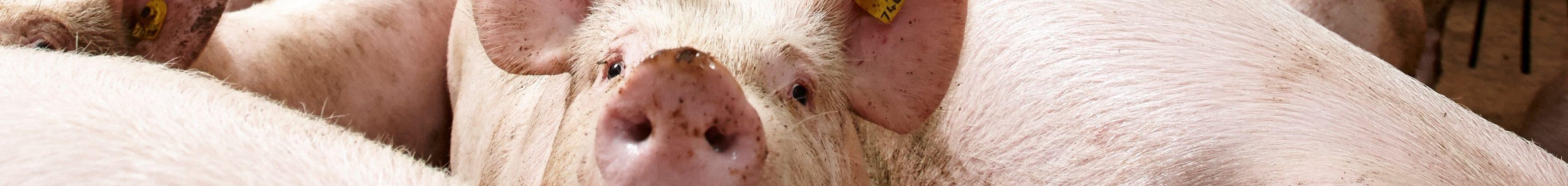 Homepage solutions for pigs