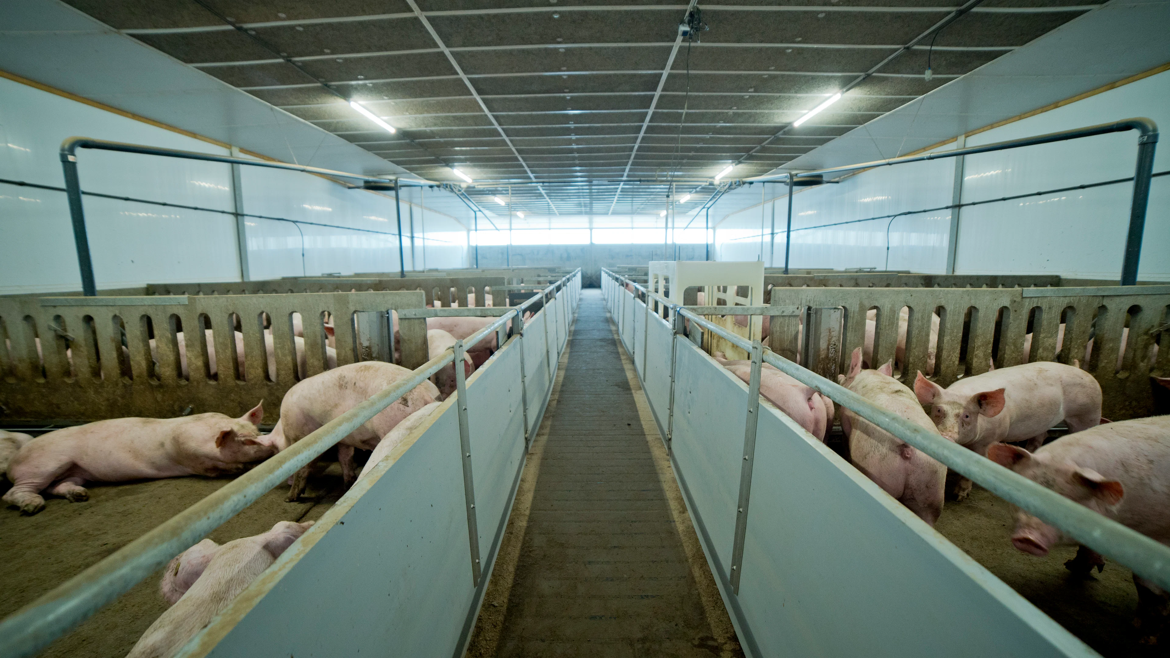 Thomas automation system | Hotraco Agri