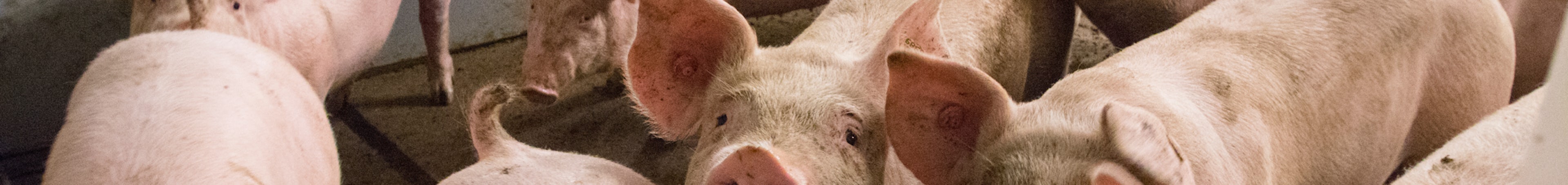 Pig solutions Manure Header 1