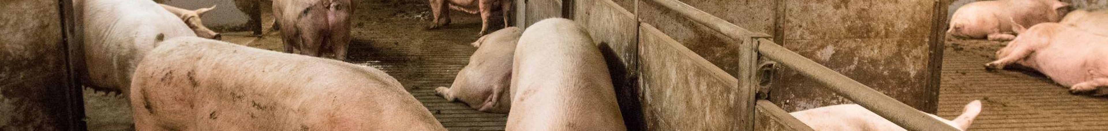 Pig solutions manure header 4