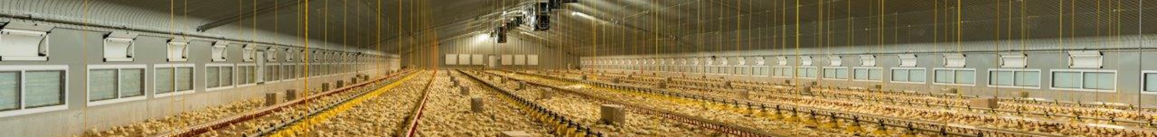 Poultry solutions Climate Header 1