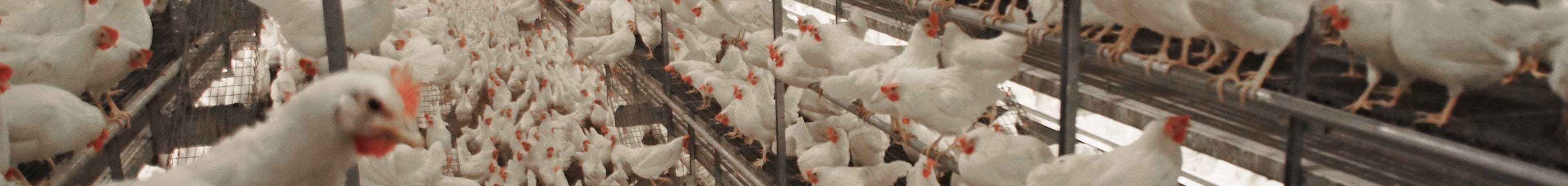 Egg counting Header3