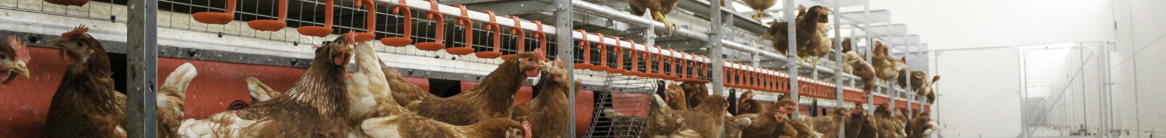 Poultry Solutions lighting nest control Header 2 copy