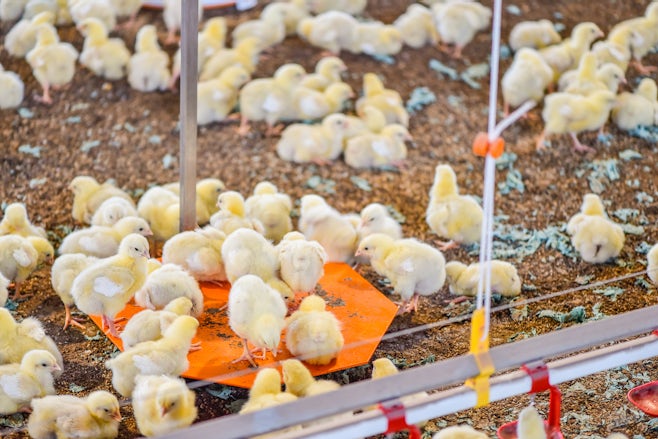 Poultry solutions Animal weighing Header 1