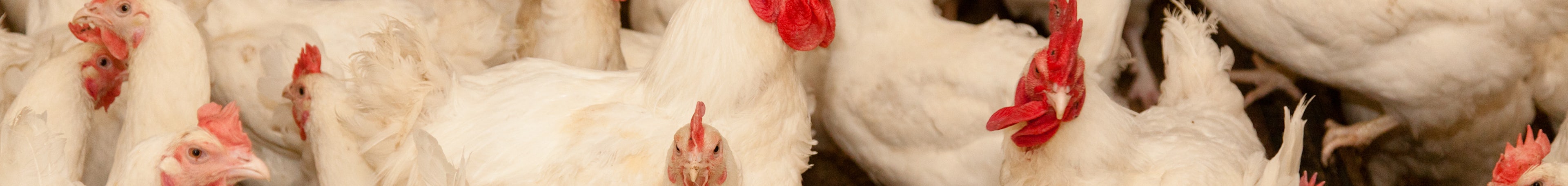 Poultry solutions Header 3