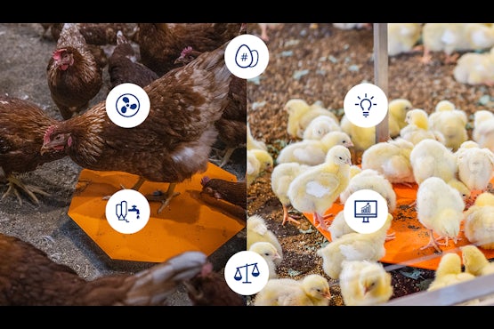 Broilers Layers 1315x752px