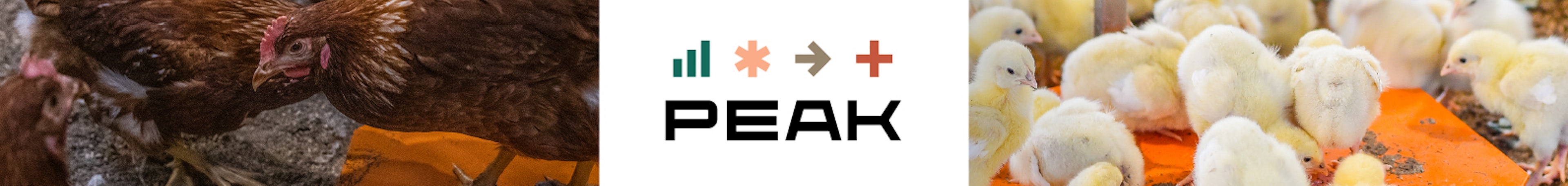 Header PEAK Show website 2025