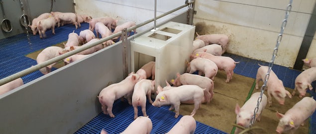 Pig solutions Animal weighing item2 varkensweger