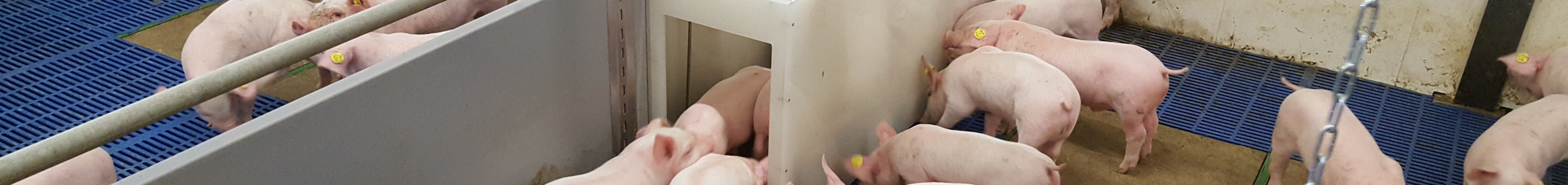 Pig solutions Animal weighing item2 varkensweger