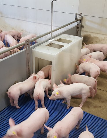 Pig solutions Animal weighing item2 varkensweger