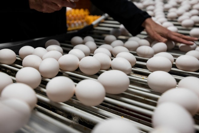 Cage free eggs