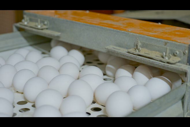 Eggs laying percentage