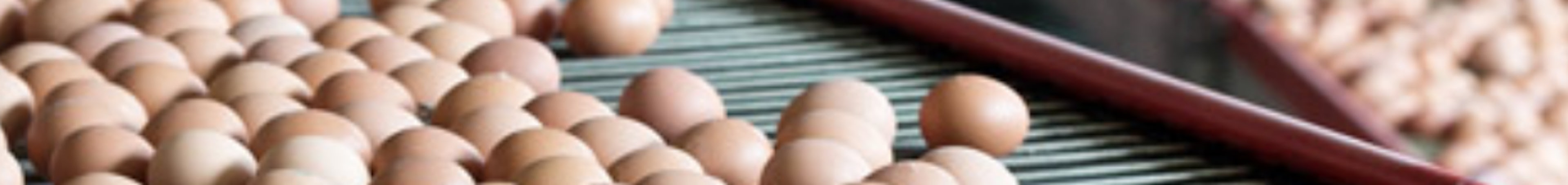 Eierbanden Egg Flow control