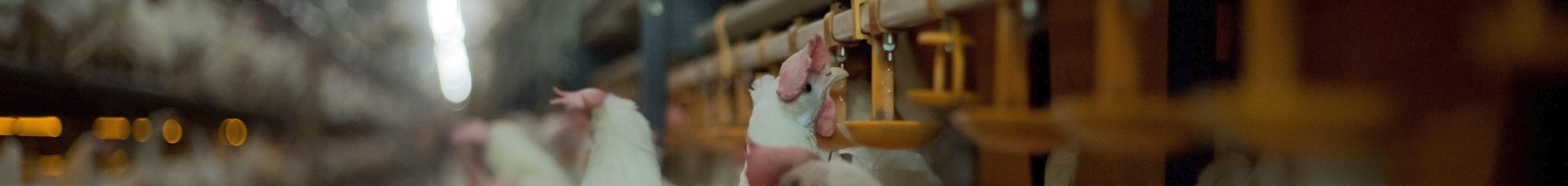 Poultry Solutions Feed water Header 3