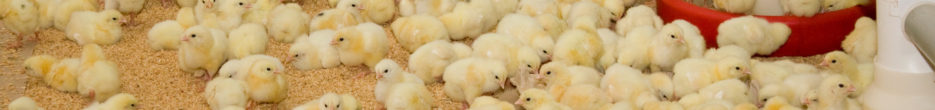 Poultry Solutions Feeding water Footer