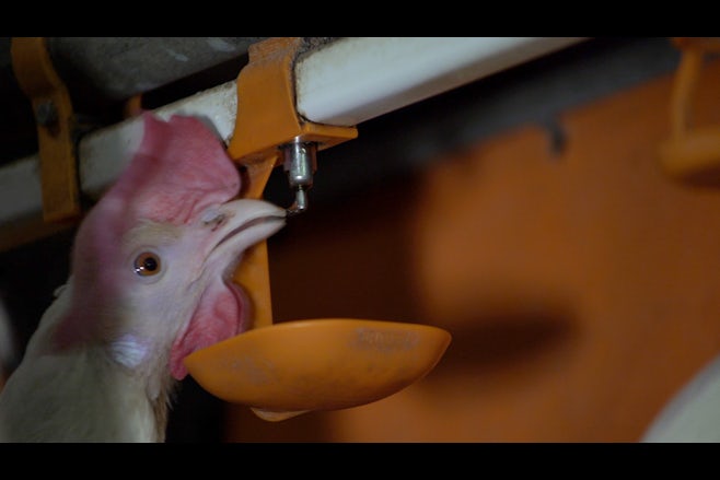 Poultry Solutions Feed water item 6 tekstblok water monitoring