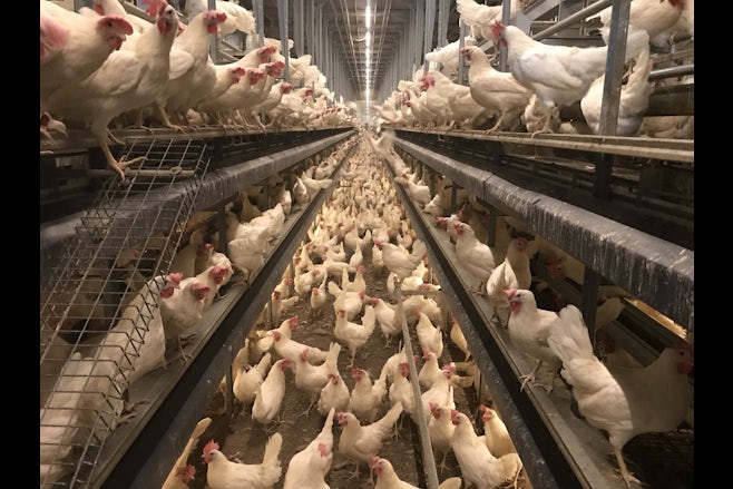 Poultry Solutions lighting nest control item1 verlichting copy
