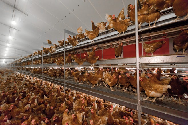 Poultry Solutions lighting nest control item2 neststuring copy