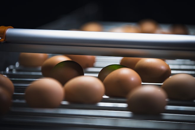 Egg Xact Egg counter MV 04204
