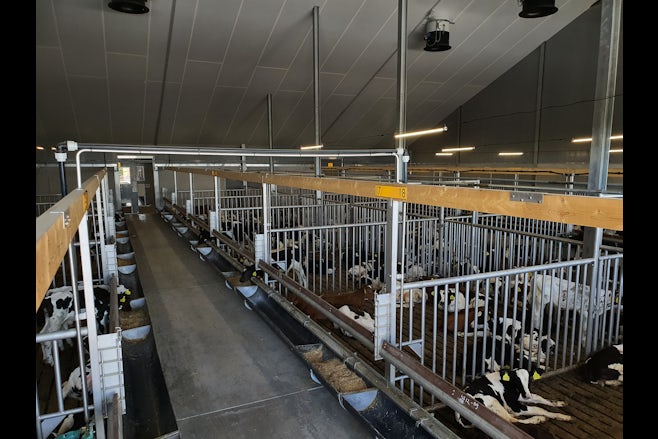 Calf stable in Hungary7