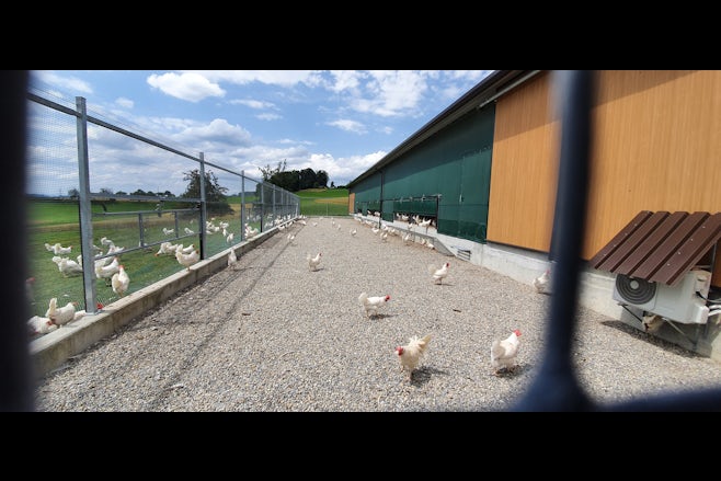 Bio Legehennenstall in der Schweiz10