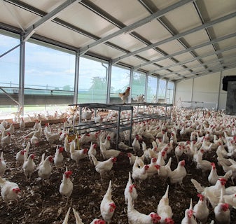 Bio Legehennenstall in der Schweiz6