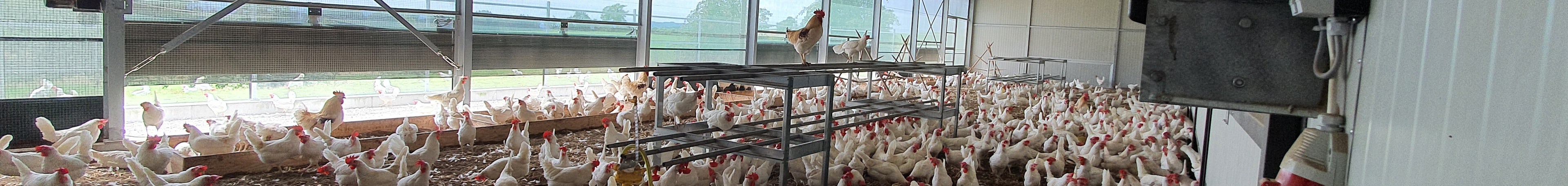 Bio Legehennenstall in der Schweiz6