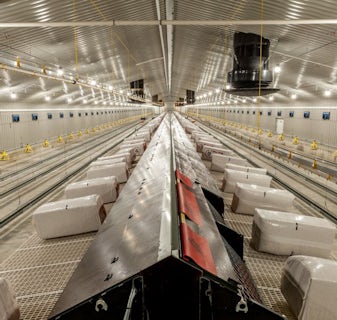 England3-Broiler-Breeders-in-the-southwest-of-England.jpg