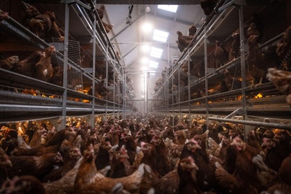 Netherlands Yverde Free Range Layers11