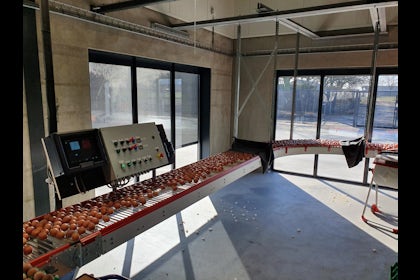 Netherlands Yverde Free Range Layers20