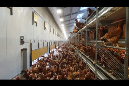 Netherlands Yverde Free Range Layers23