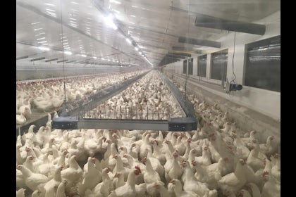 Spain7 Breeder houses in Spain