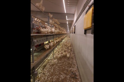 Cage free layer project Ohio USA02