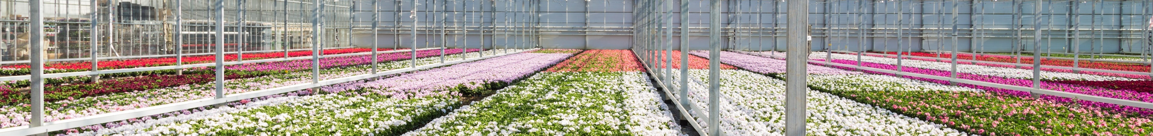 Flower Greenhouse