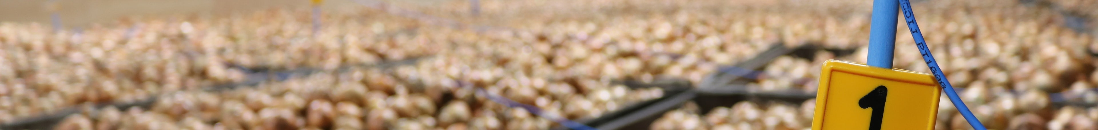 Temperature measuring boxes onions