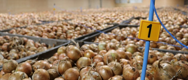 Temperature measuring boxes onions