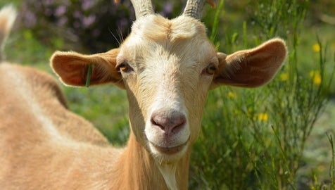 Goat 2737355 1920